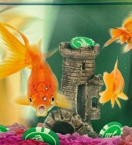Mr Green: Turniej na Golden Fish Tank